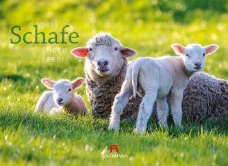 Schafe 2019