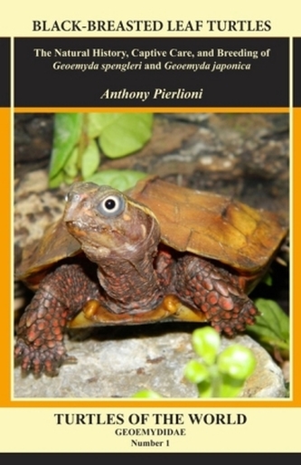 Black-breasted Leaf Turtles