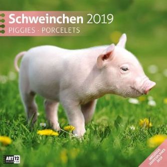 Schweinchen 2019