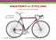 The Anatomy of Cycling