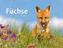 Füchse 2019
