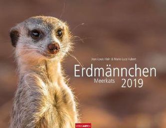 Erdmännchen 2019