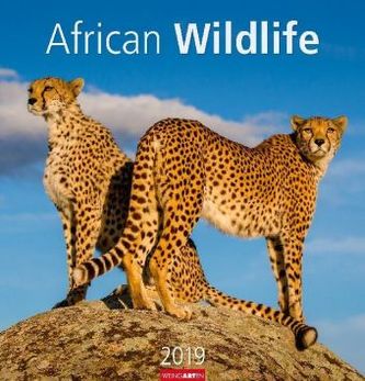 African Wildlife 2019