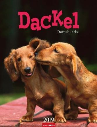 Dackel 2019