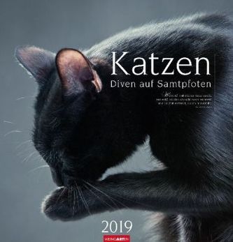 Katzen 2019