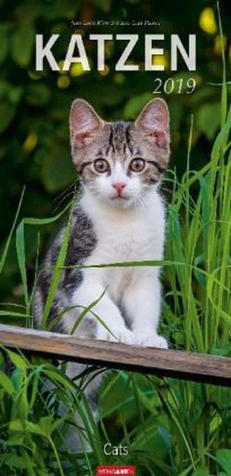 Katzen 2019