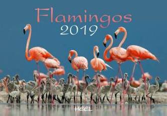 Flamingos 2019