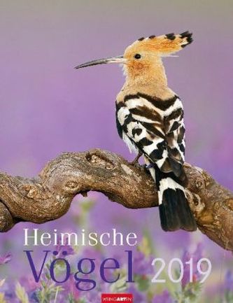 Heimische Vögel 2019