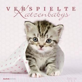 Verspielte Katzenbabys 2019