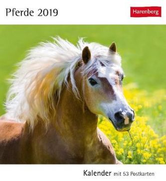 Pferde 2019