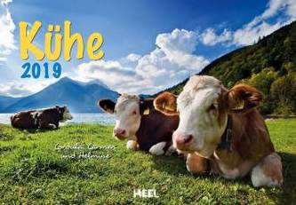 Kühe 2019