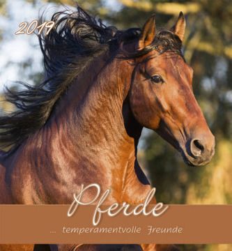 Pferde 2019 - Postkartenkalender