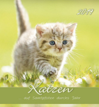 Katzen 2019 Postkartenkalender