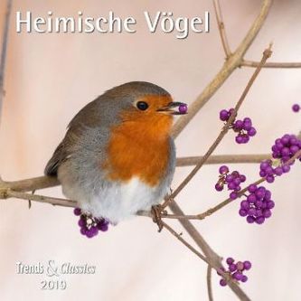 Heimische Vögel 2019