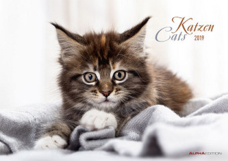 Katzen / Cats 2019