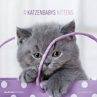 Katzenbabys / Kittens 2019