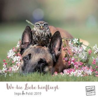 Wo die Liebe hinfliegt 2019