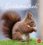 Eichhörnchen 2019