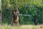 Heimische Tiere 2019