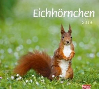Eichhörnchen 2019