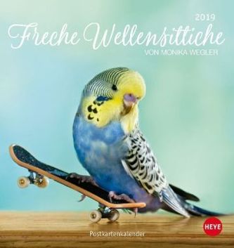 Freche Wellensittiche 2019