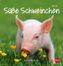 Süße Schweinchen Postkartenkalender 2019
