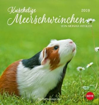 Kuschelige Meerschweinchen Postkartenkalender 2019