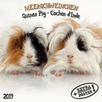 Meerschweinchen / Guinea Pigs / Cochon d' Inde 2019