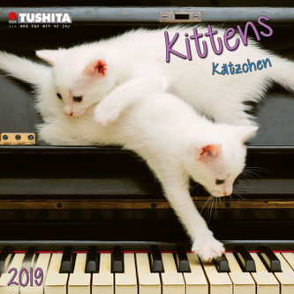 Kittens / Kätzchen 2019