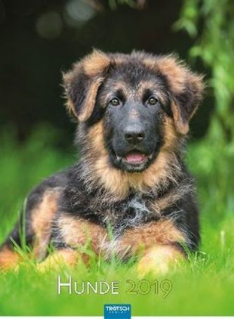 Hunde 2019