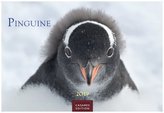 Pinguine 2019
