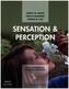 Sensation & Perception