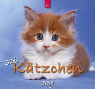 Süße Kätzchen 2019