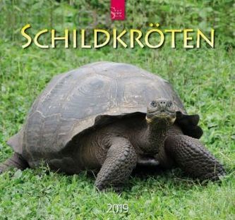 Schildkröten 2019
