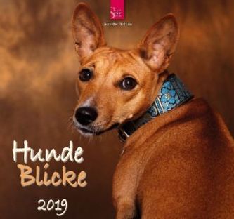 Hunde Blicke 2019