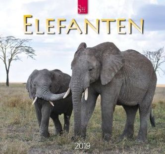 Elefanten 2019