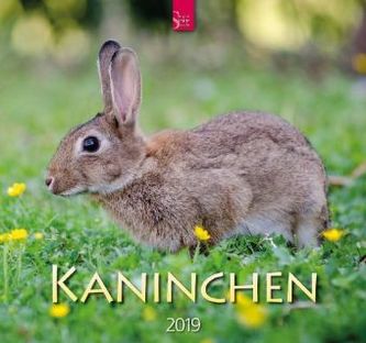 Kaninchen 2019