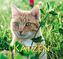 Katzen 2019