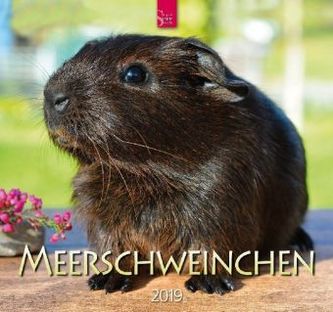 Meerschweinchen 2019