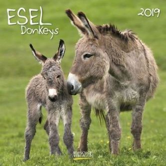 Esel 2019