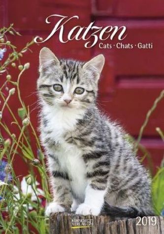 Katzen 2019