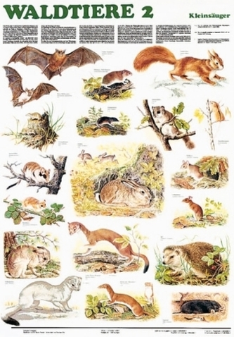 Waldtiere. Tl.2