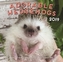 Adorable Hedgehogs 2019