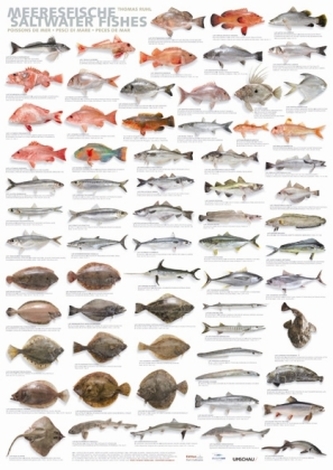 Meeresfische, Plakat