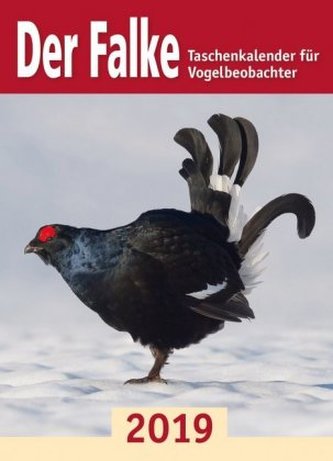 Der Falke 2019