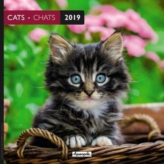 Cats 2019