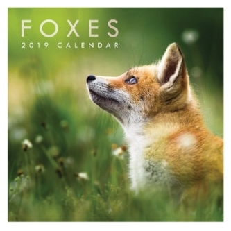 Foxes 2019