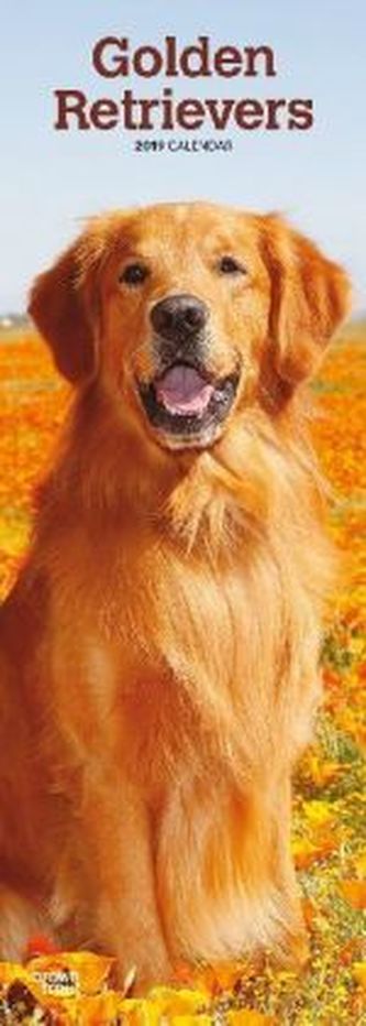 Golden Retrievers 2019