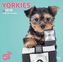 Be my Yorkie 2019