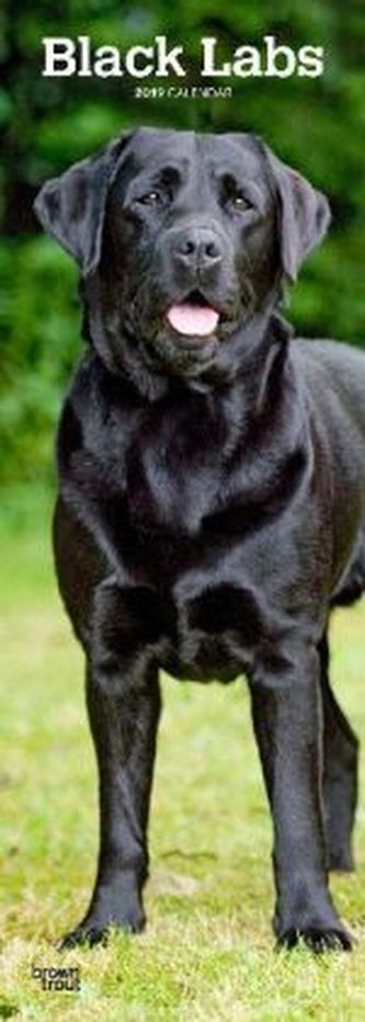 Black Labrador Retrievers 2019